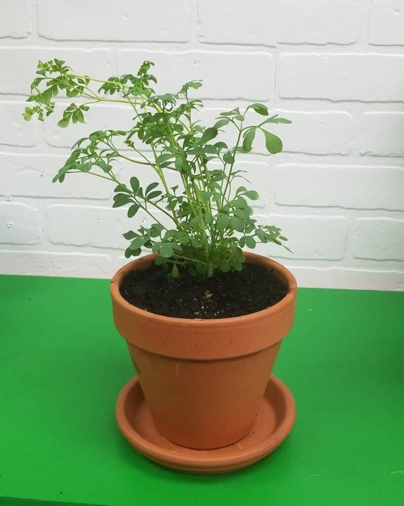 What is Ruda Plant Good For? Is it Toxic? - Plants Craze