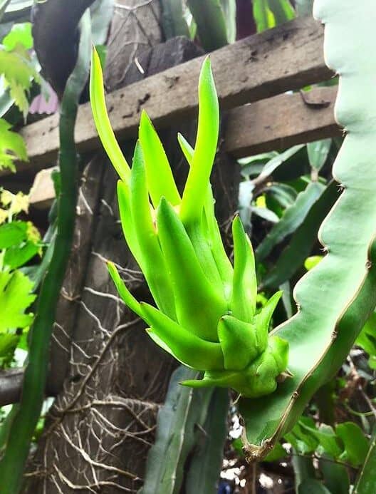 unripe green dragon fruit