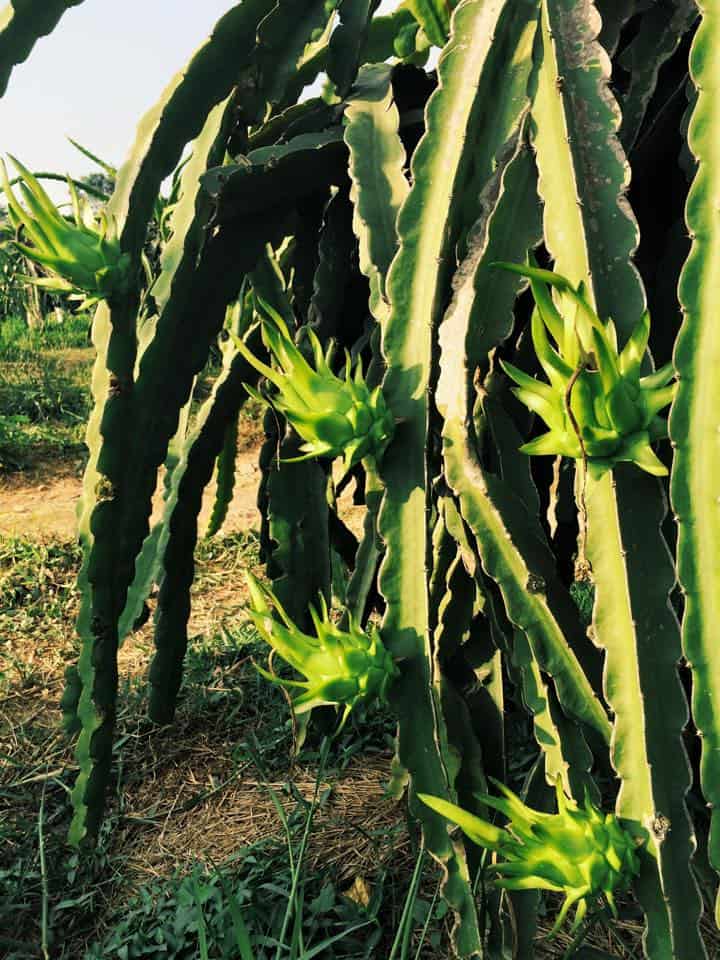 green dragon fruit 