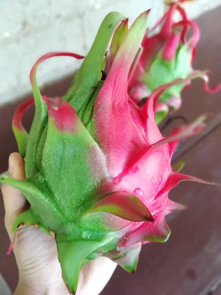 dragon fruit turning color