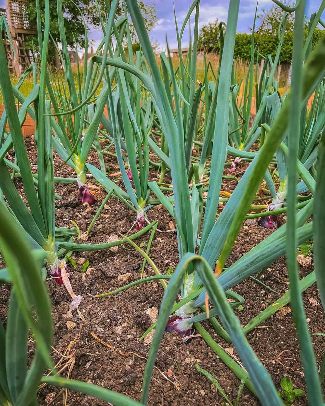 growing onions in garden