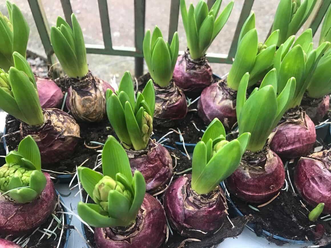 Ultimate Guide to Transplanting Hyacinth Bulbs Plants Craze