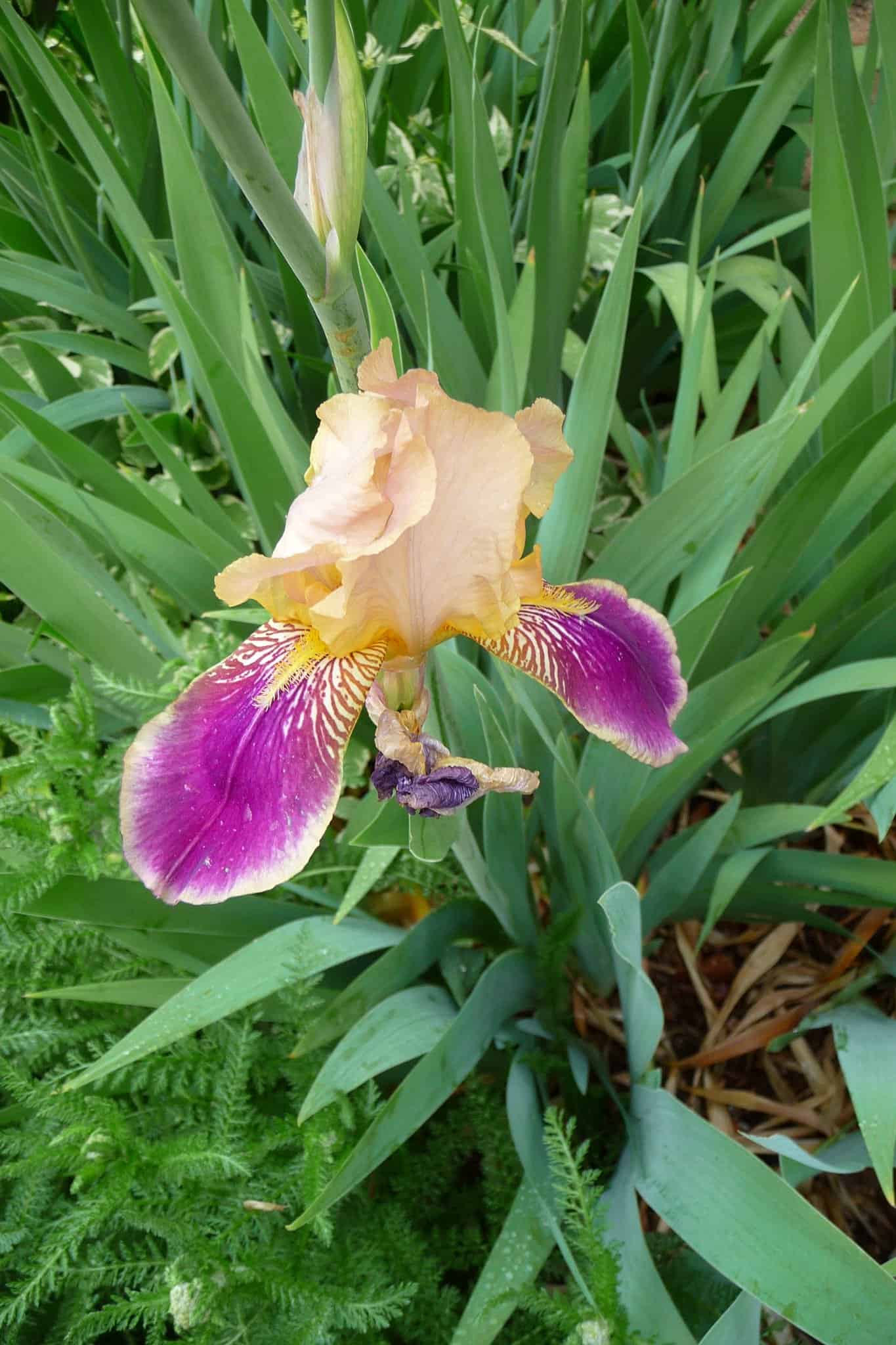 iris-flower-bloomed-outdoor