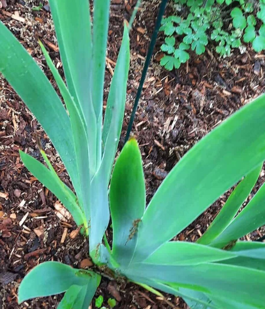 Why Are My Irises Not Blooming? [Truth Revealed]