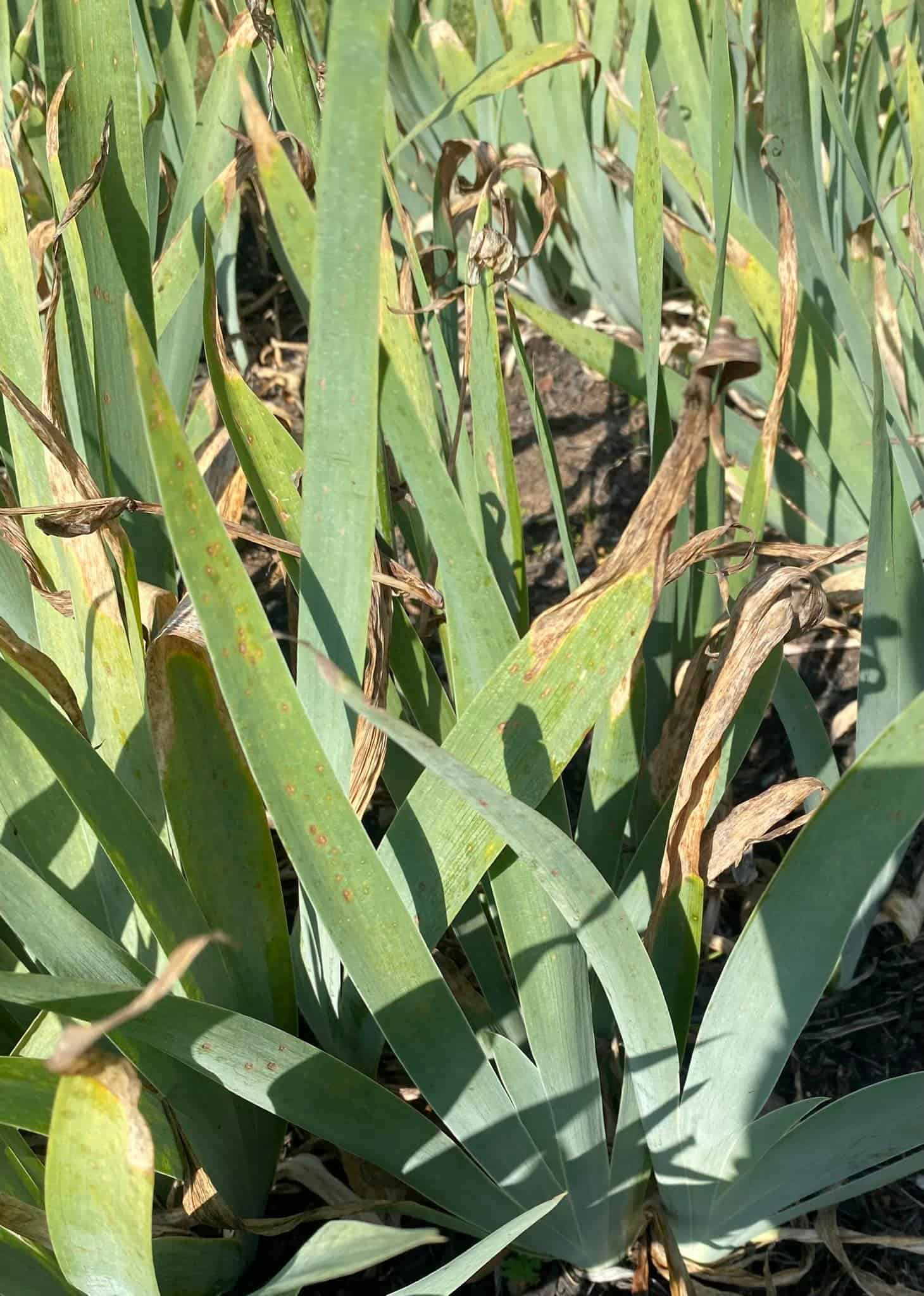 Yellowing leaves of Irises 