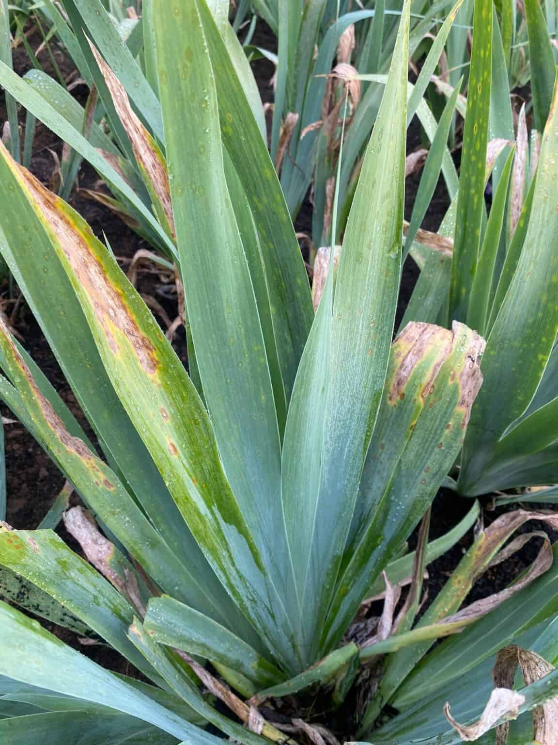 Why Are My Irises Not Blooming? [Truth Revealed]