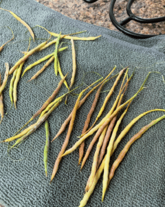 Kale Germination Time [You Won't Believe How Quick it is!]
