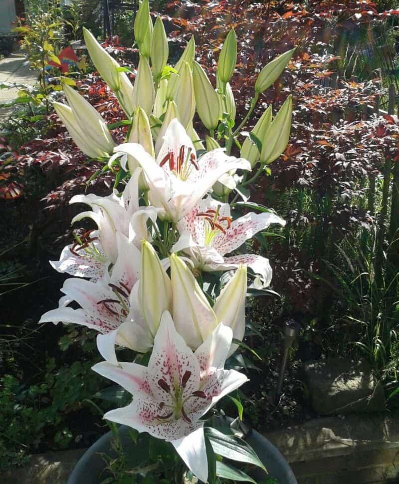 do-lilies-spread-what-to-do-when-lilies-spread-plants-craze