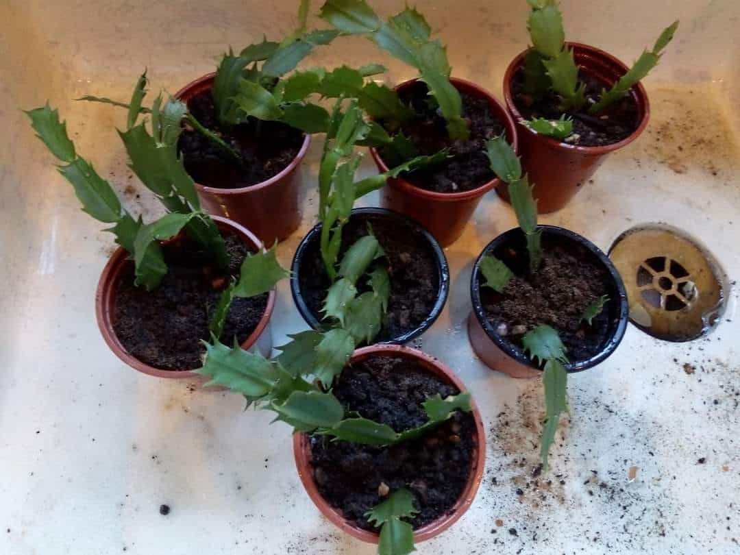 Ultimate Guide to Propagating Christmas Cactus - Plants Craze