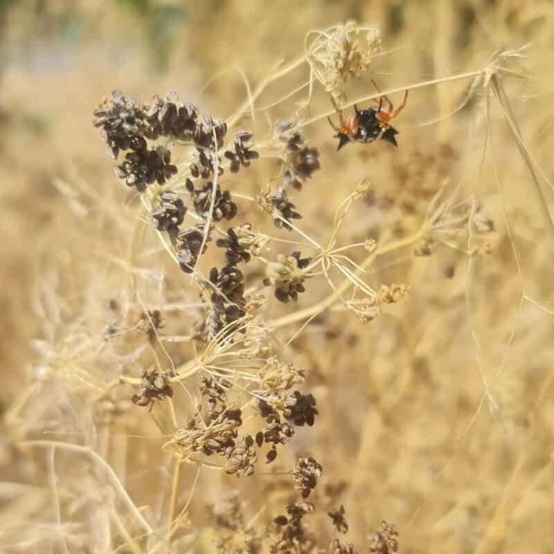 Ultimate Guide to Harvesting Parsley Seeds