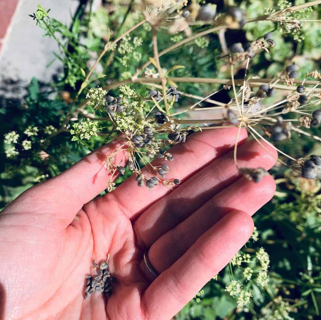 extraction of parsley seeds