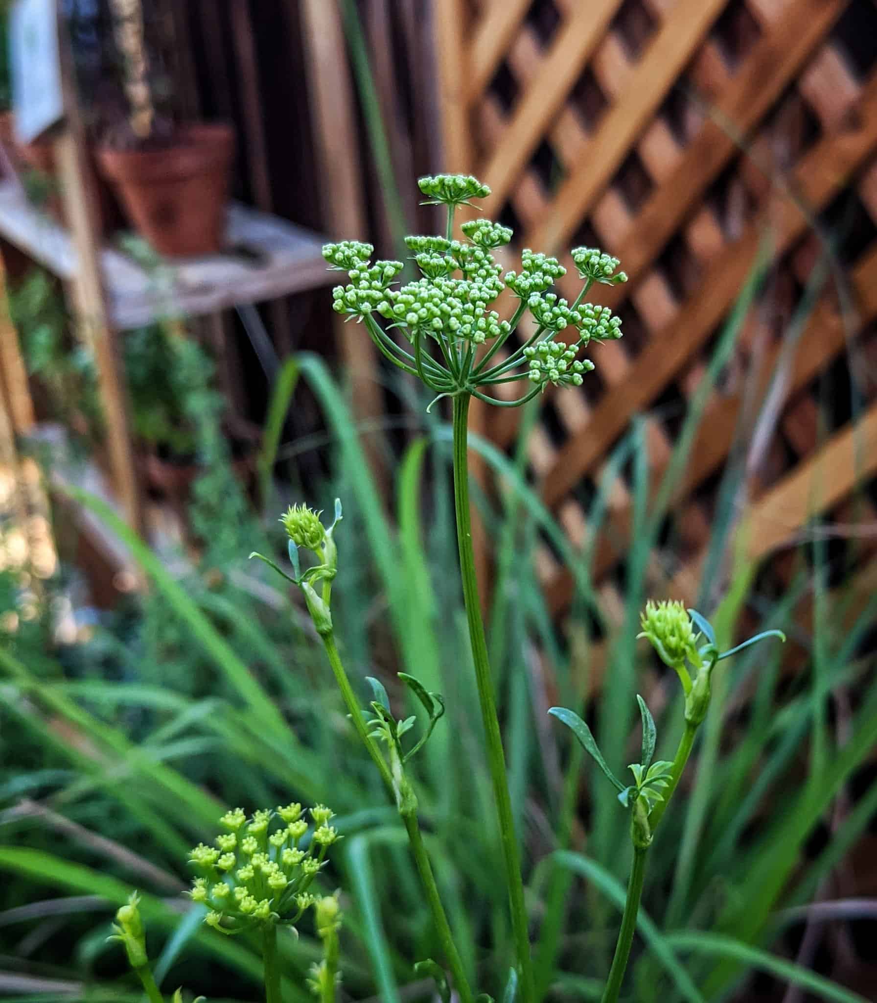 parsley seed heads