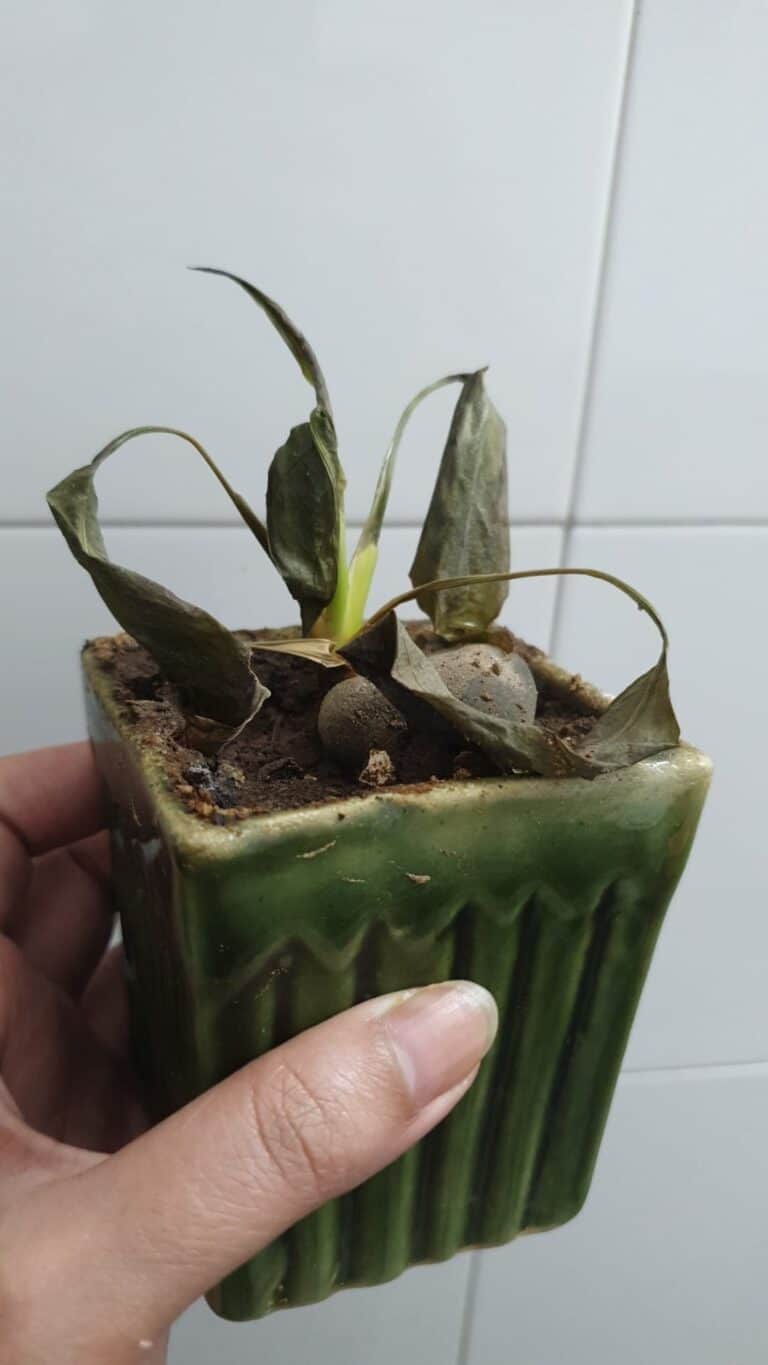 Plant Leaves Turning Black? [7+ Causes and Possible Solutions]