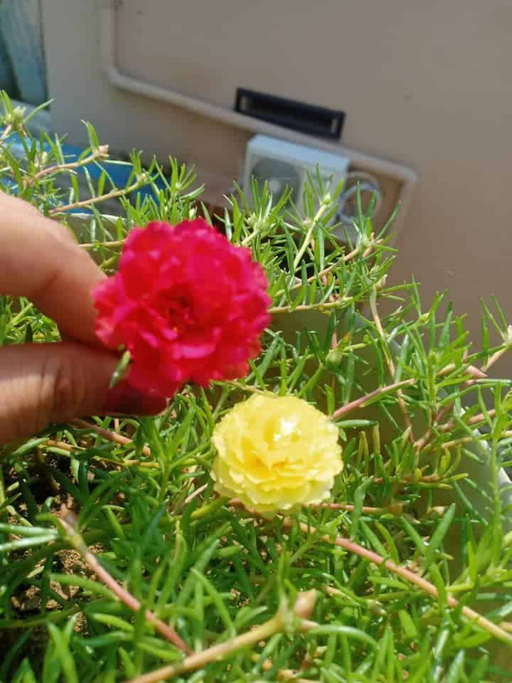 picking-up-portulaca-flowers