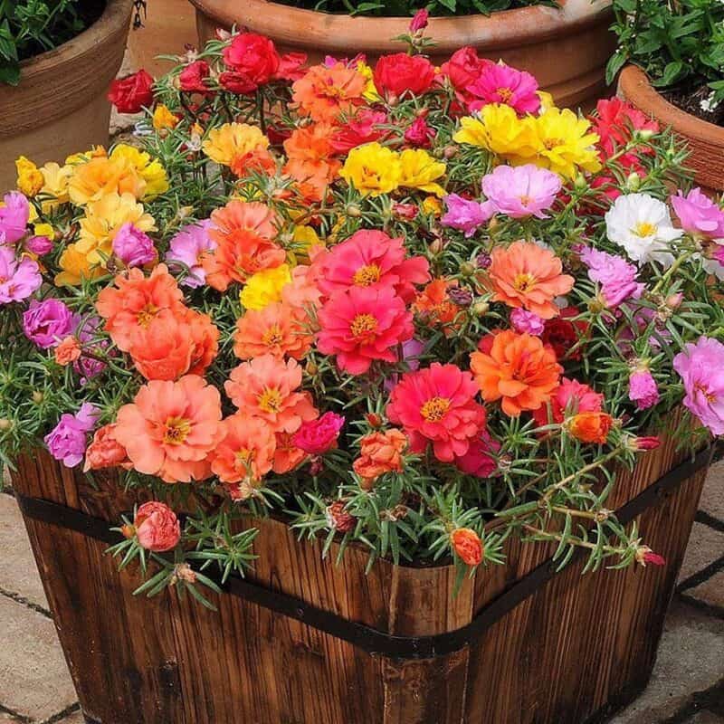 How To Deadhead Portulaca 7 Foolproof Tips To Avoid Mishaps how-to-deadhead-portulaca-7-foolproof-tips-to-avoid-mishaps
