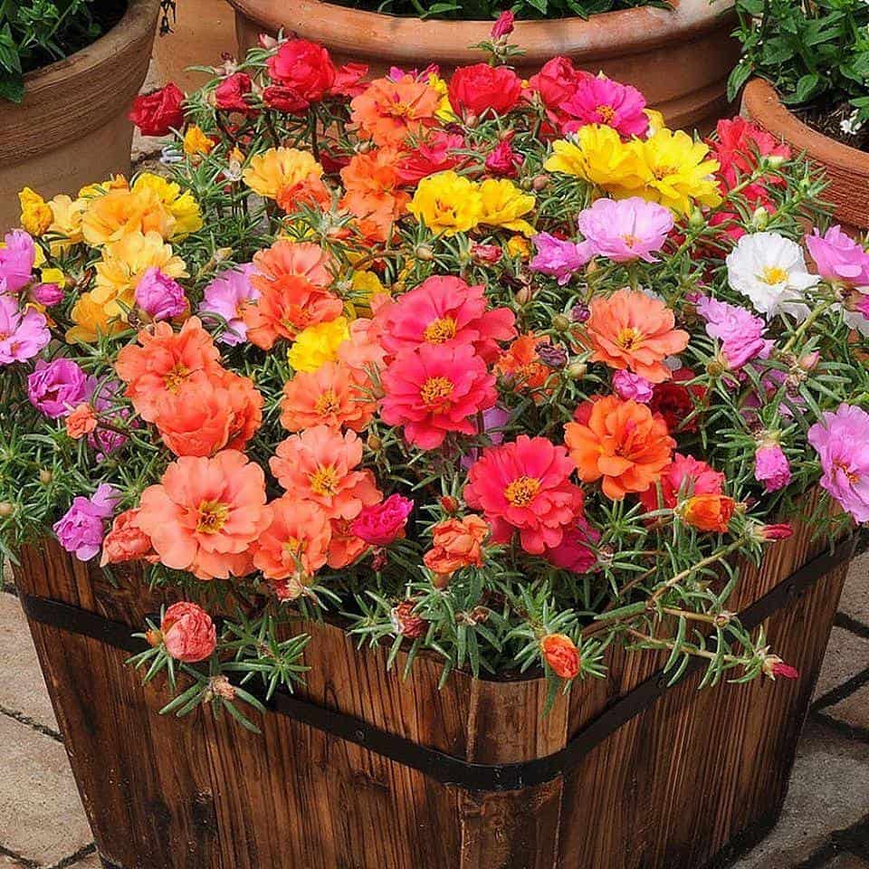 portulaca-bloomed-in-group