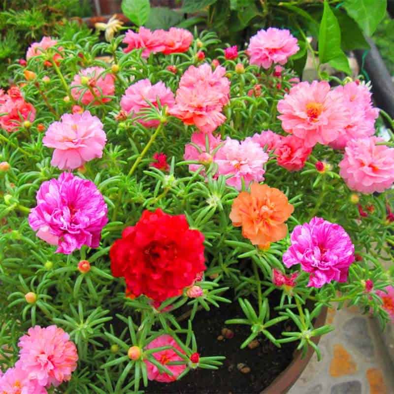 portulaca-bloomed-in-pot