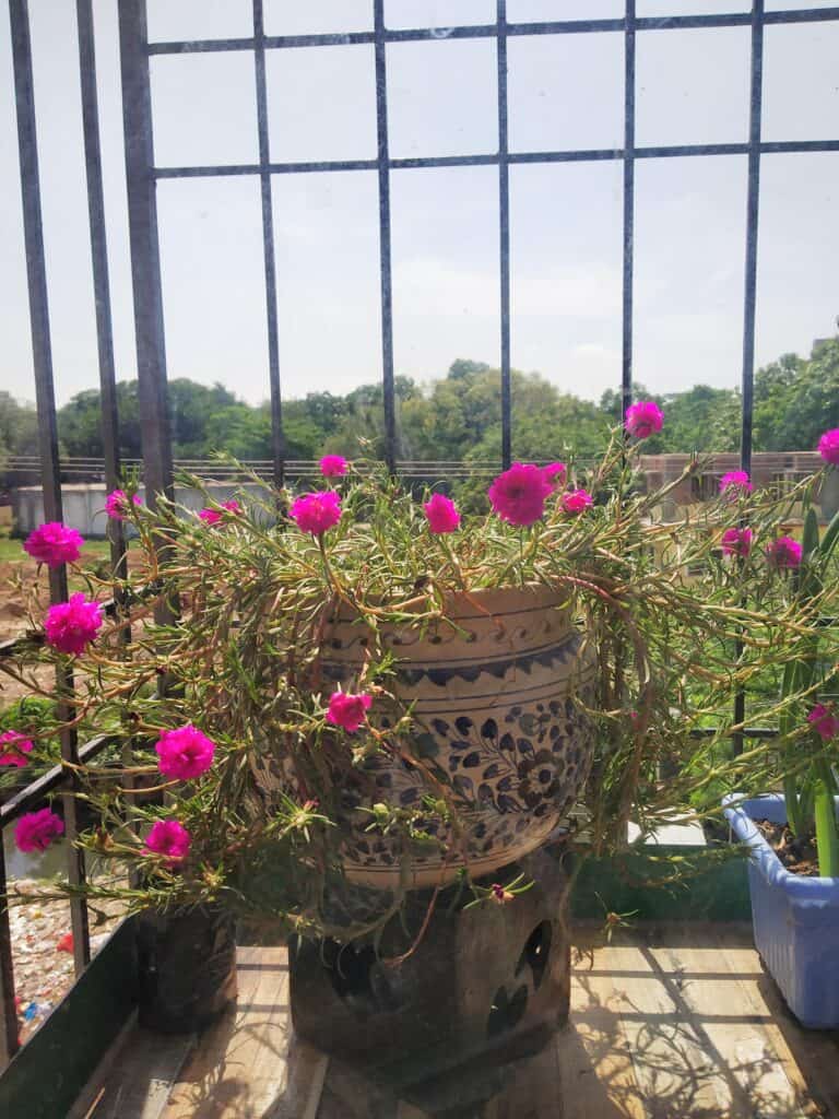 Direct sunlight is needed for portulaca to bloom.