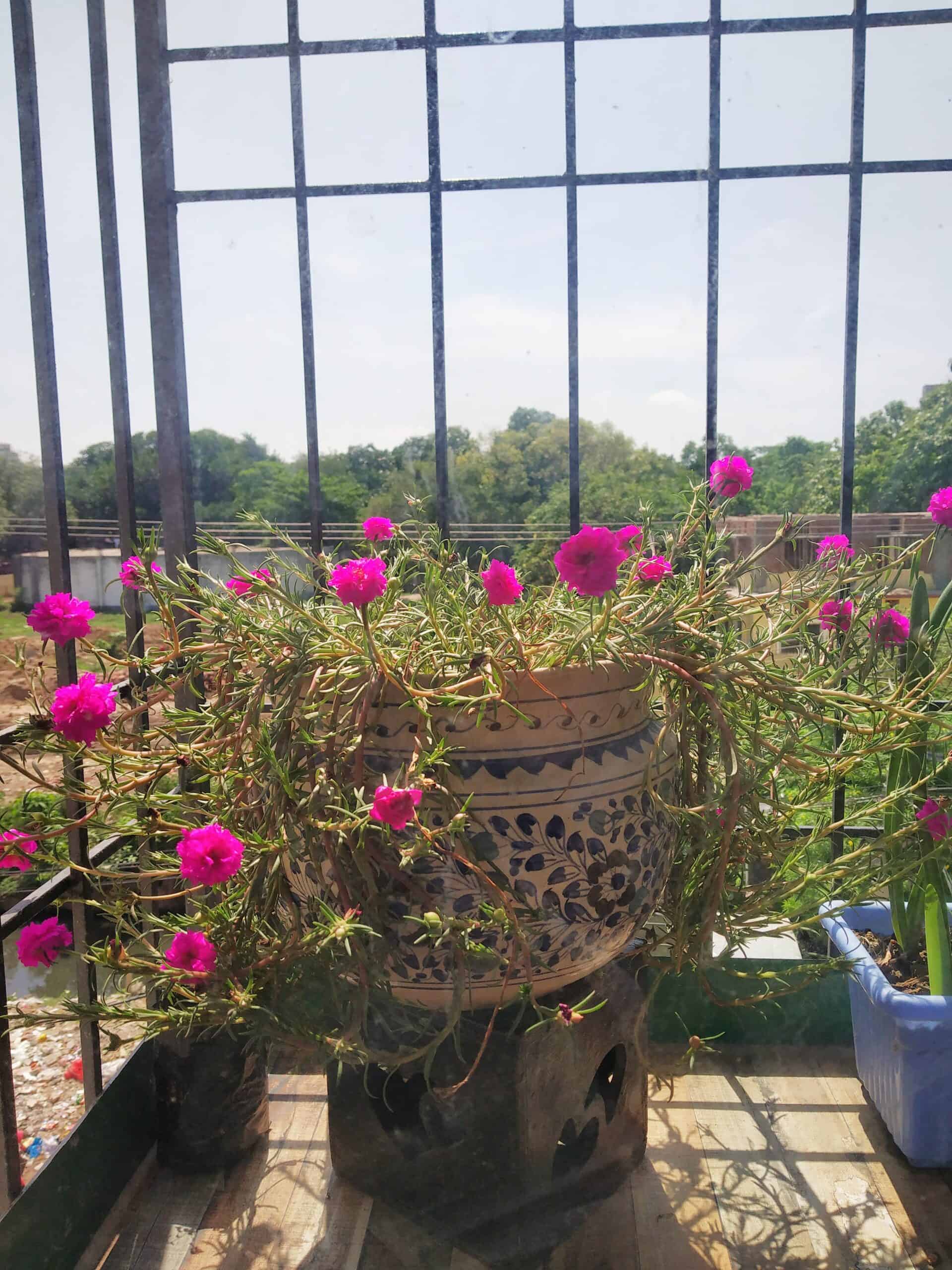 How to Deadhead Portulaca? [7+ Foolproof Tips to Avoid Mishaps]