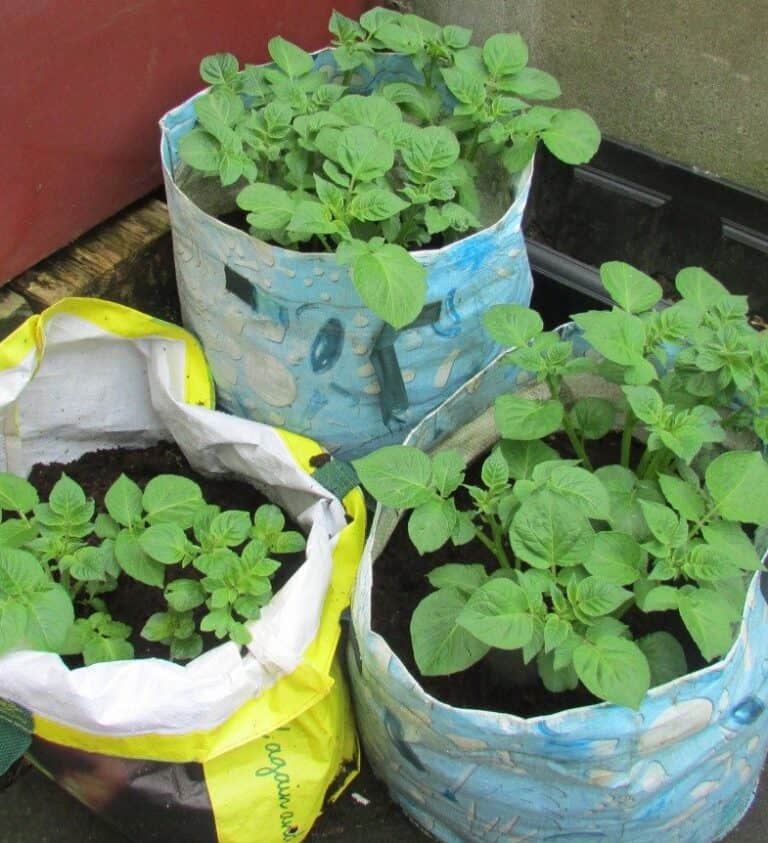 Can you Eat Potato Leaves? [With Recipes and Benefits]