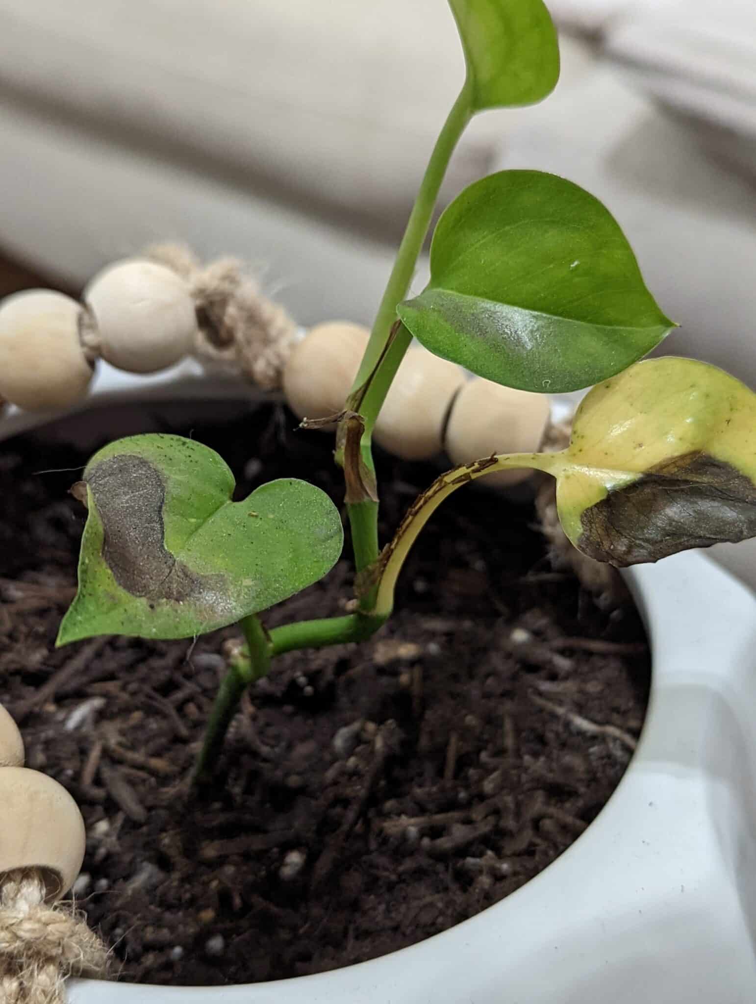 How Often to Water Pothos?