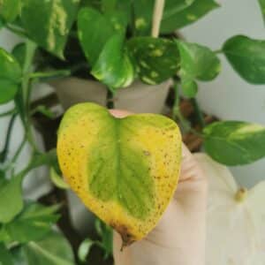 Limping pothos