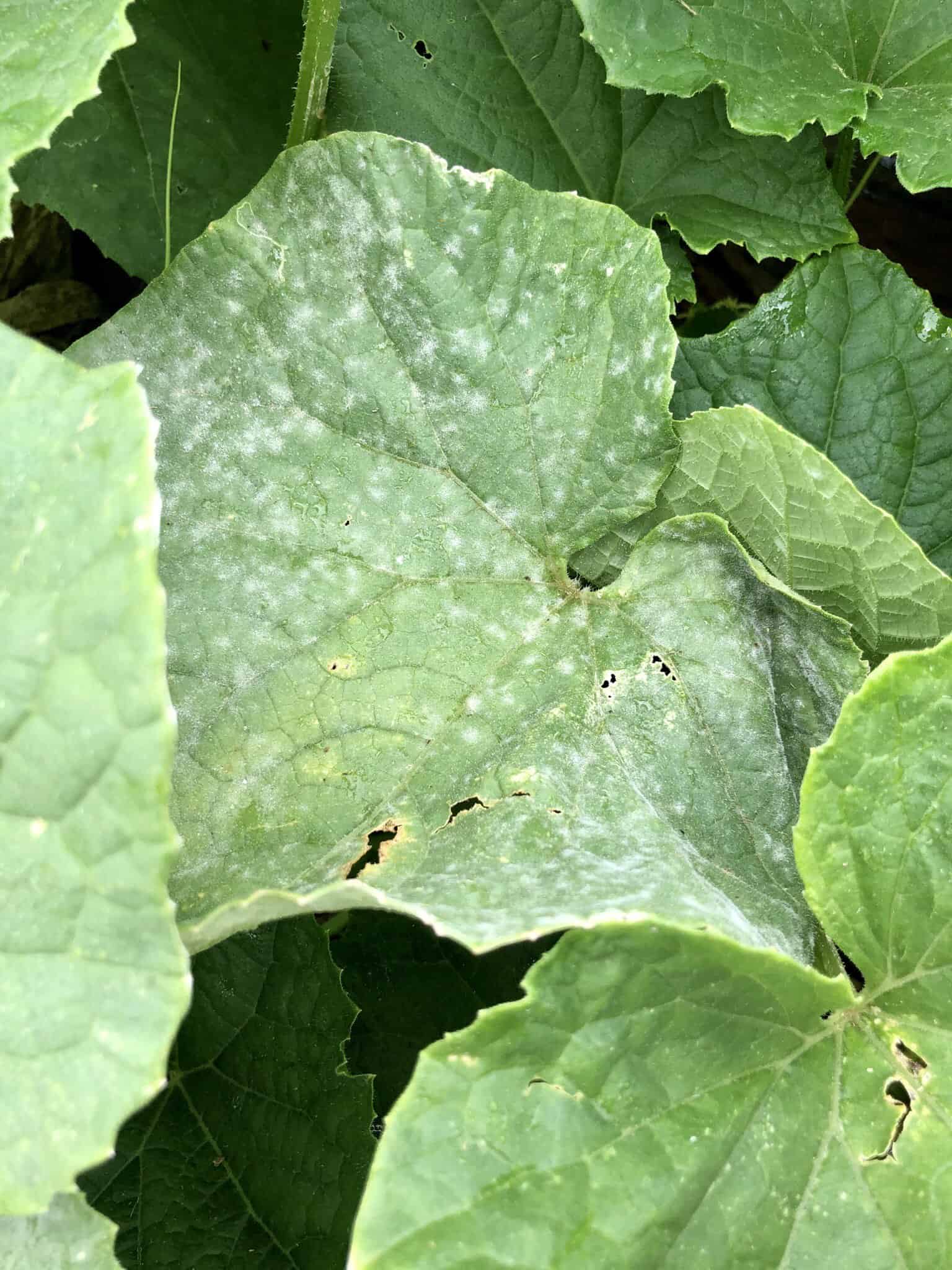 Powdery Mildew in Cucumber leaves