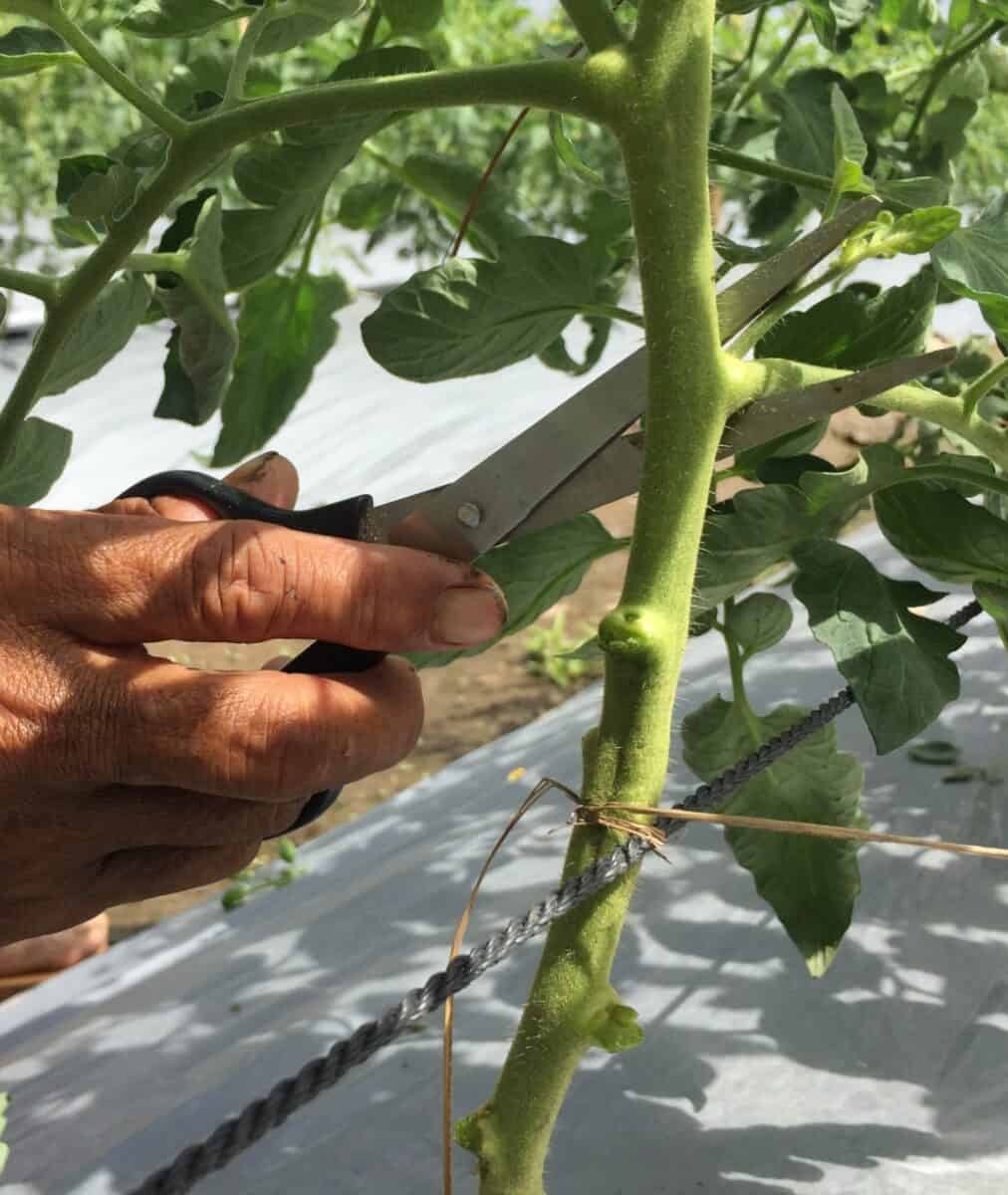 Pruning plant leaves