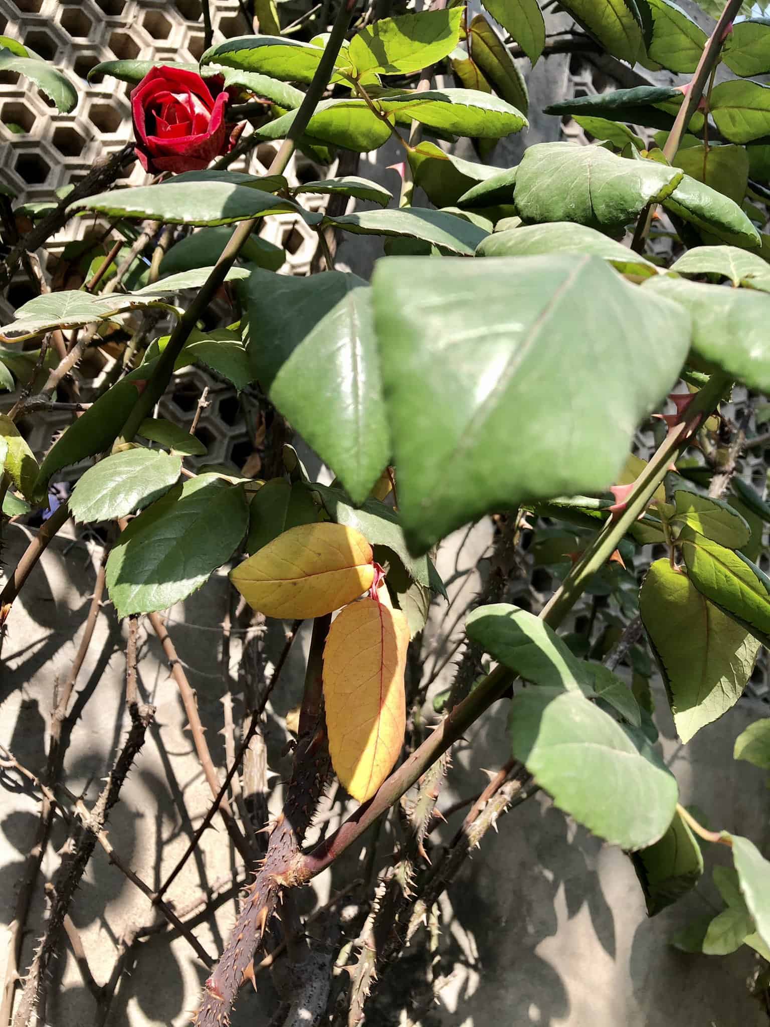 How to Fix Yellow Leaves on Roses? (Causes & Solutions) Plants Craze