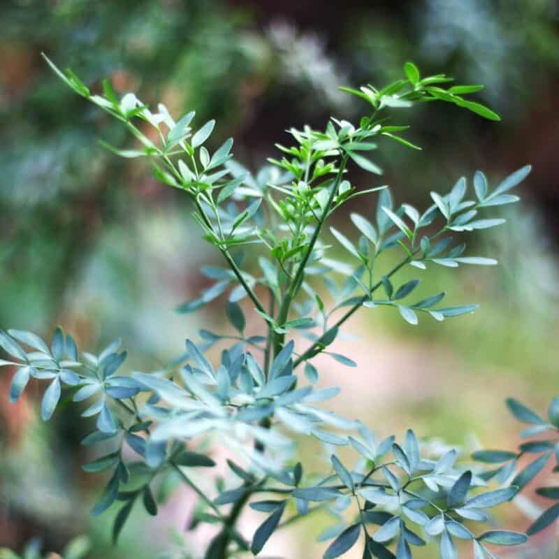 Discover the Health Benefits of Ruda Plant - Plants Craze