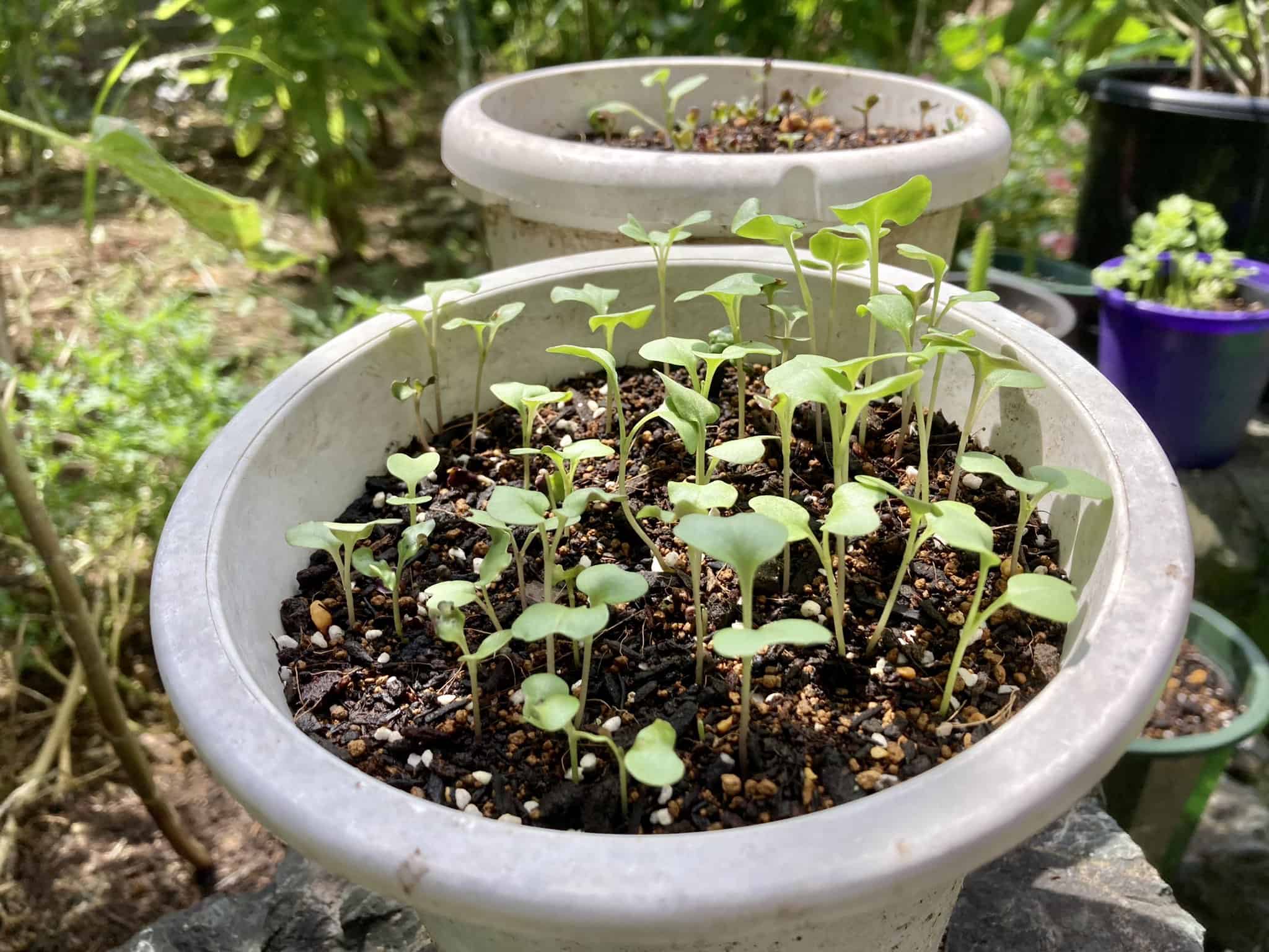 seedlings-of-kale