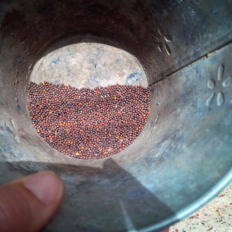 Kale Germination Time (When & How Guide) Plants Craze