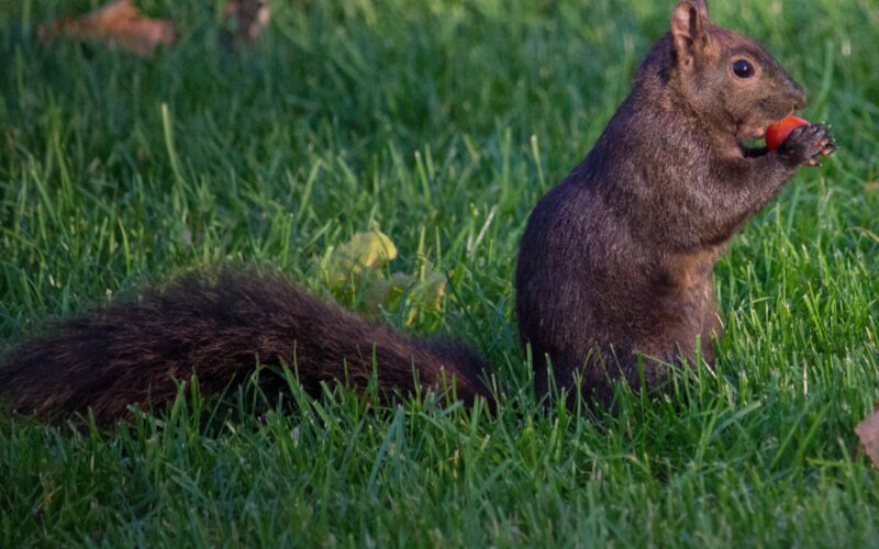 Best Hacks to Keep Squirrels from Digging up Plants - Plants Craze