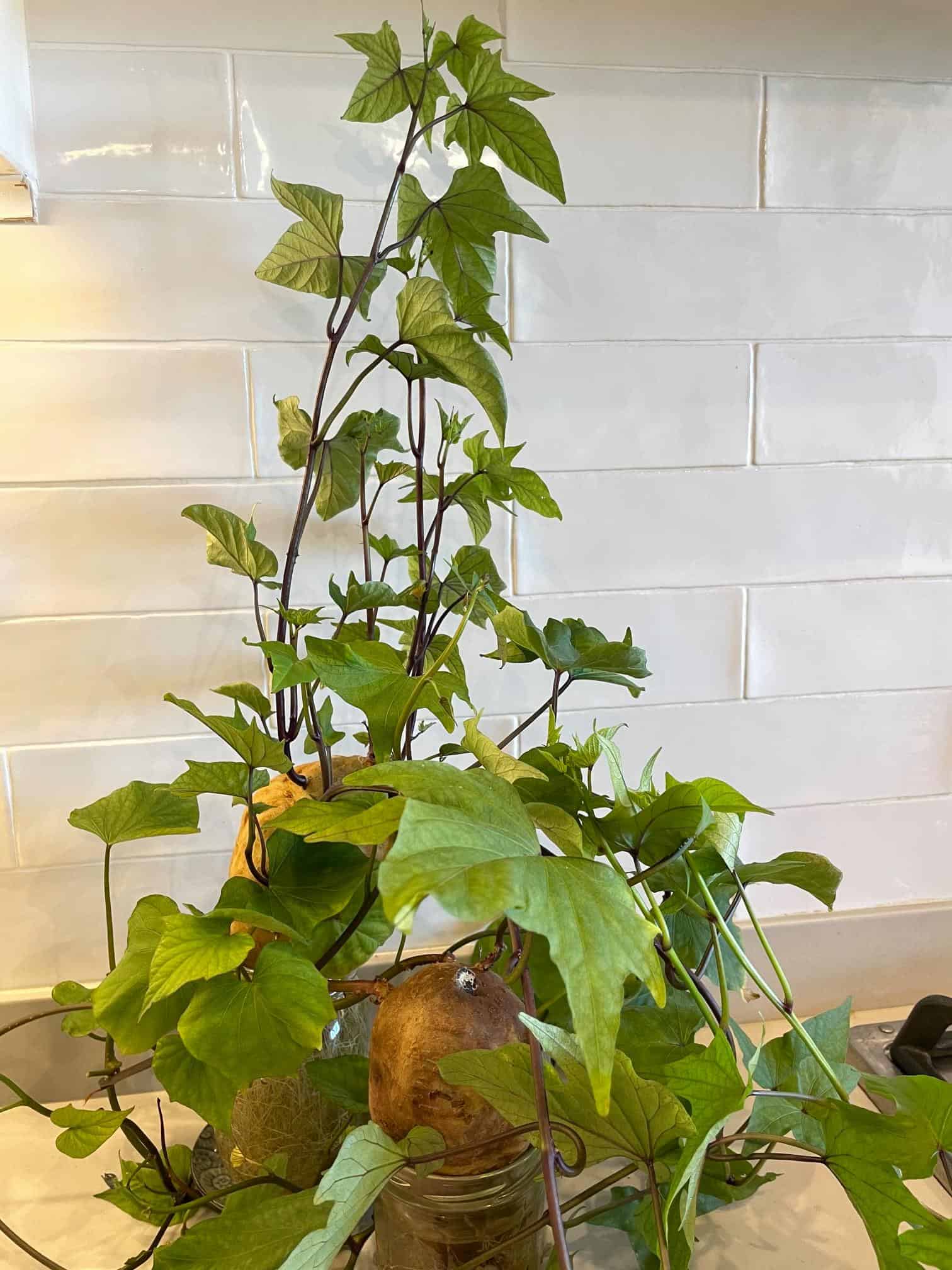 sweet potato vining plant