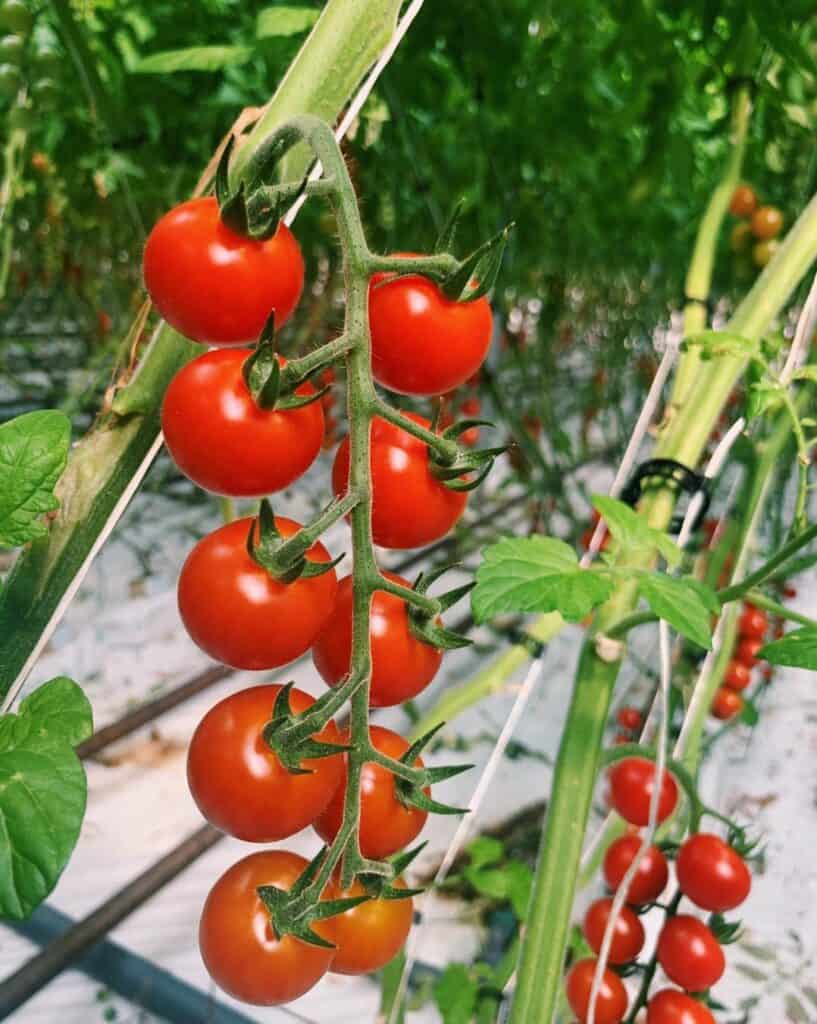 tomato-plant