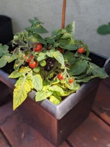 Ripe red tomatoes