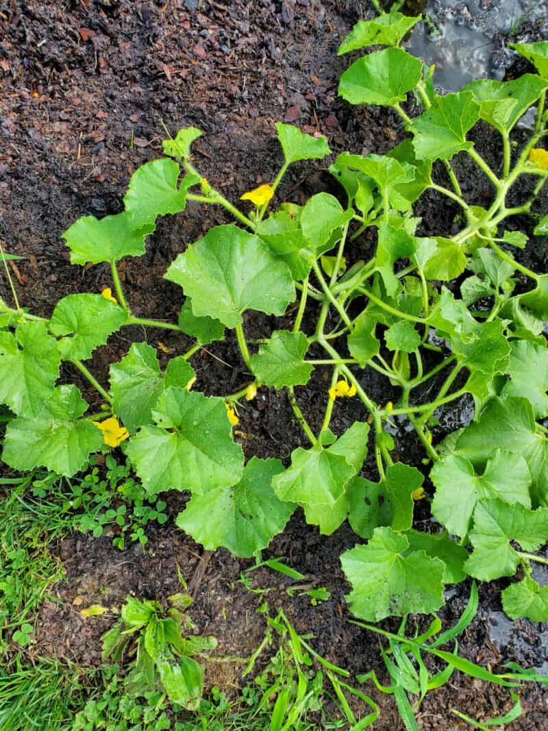How to grow seedless watermelon seeds plants craze