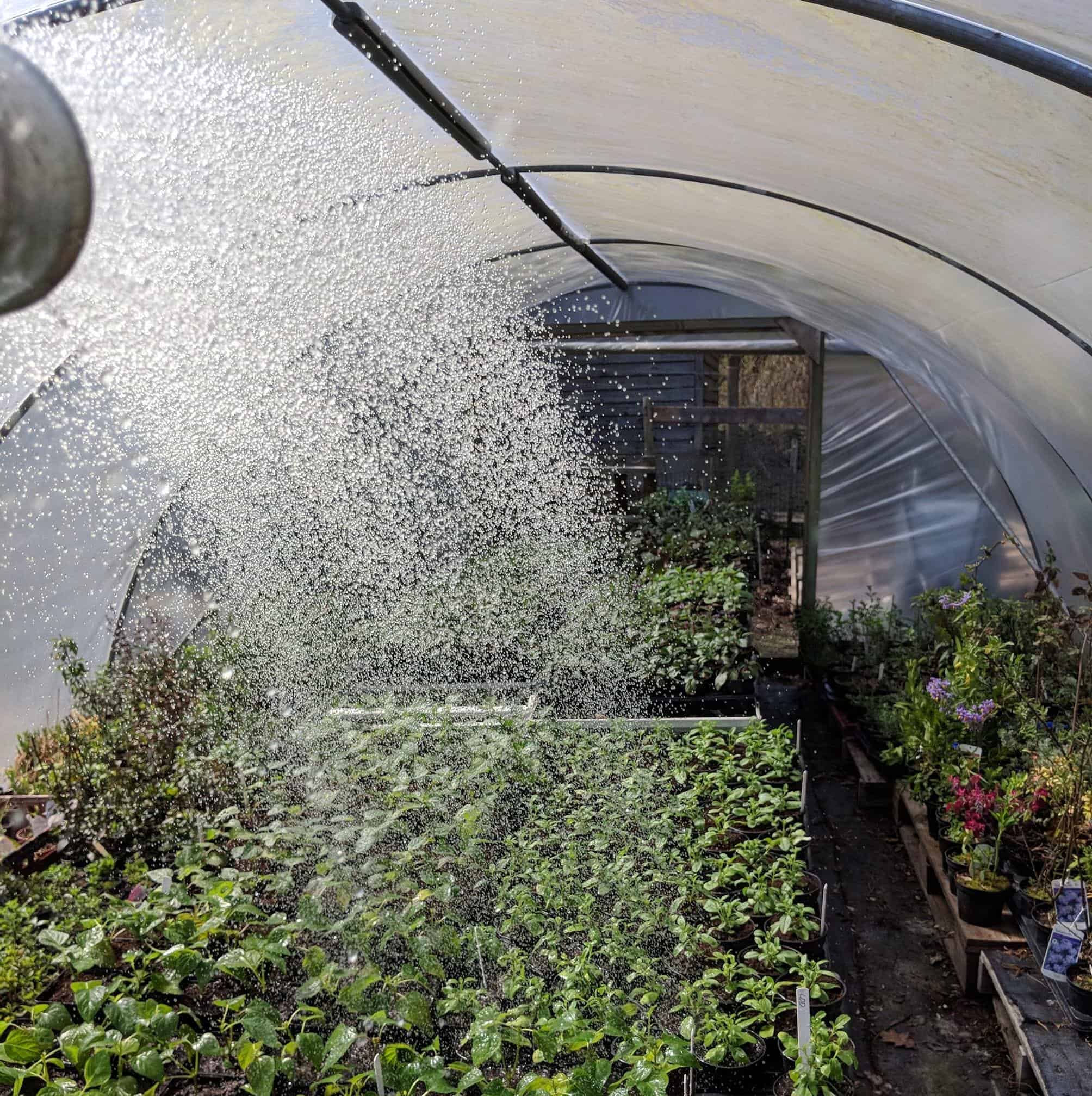 Watering Salvias