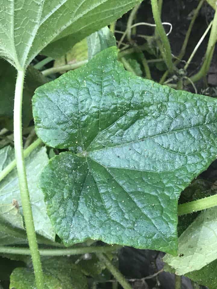 How To Treat White Spots On Cucumber Leaves Plants Craze