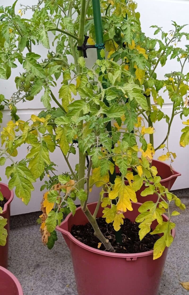 How to Fix Yellow Leaves on Tomato Plants?