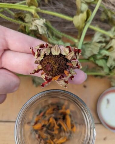 How to Harvest Zinnia Seeds- A Complete Guide - Plants Craze