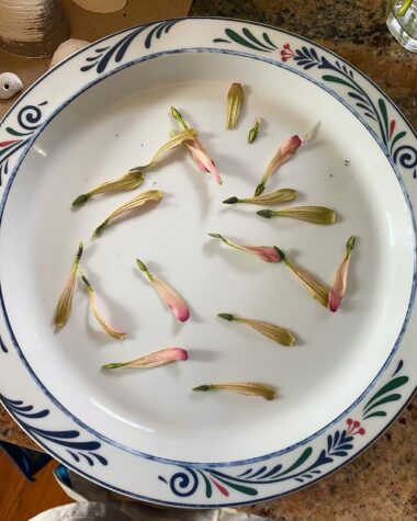 How to Harvest Zinnia Seeds- A Complete Guide - Plants Craze