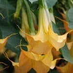 Image represents flowers of Angel's Trumpet