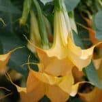 Image represents flowers of Angel's Trumpet