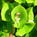 Image represents flowers of Bells of Ireland