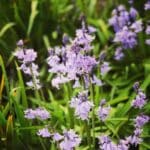 Image represents Bluebell flowers