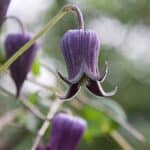 Image represents flowers of Bluebills