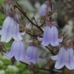 Image represents the flowers of Campanula