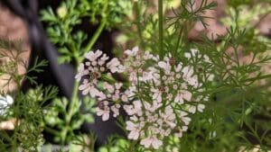 Cilantro flowers