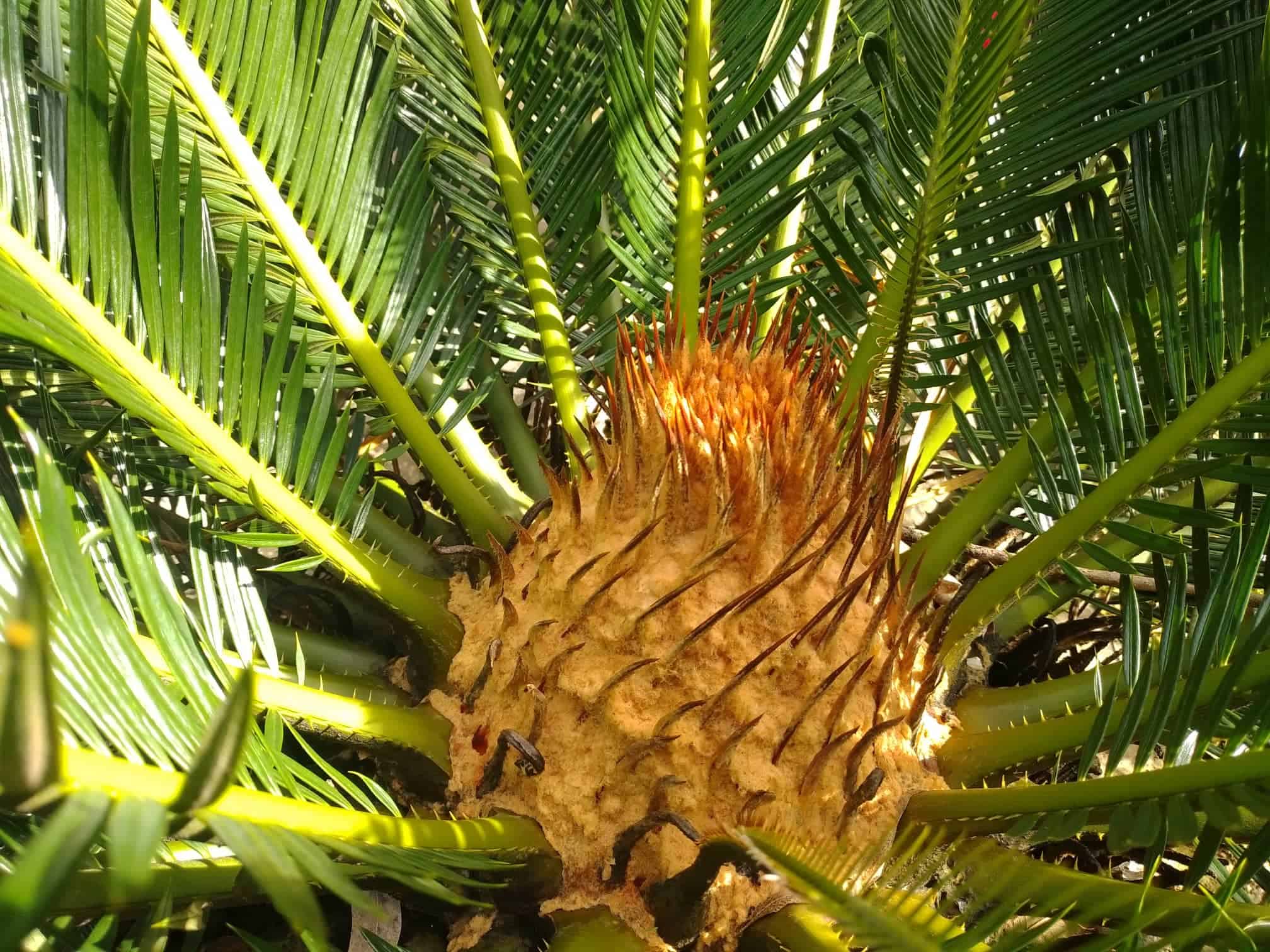 Image represents developing female cone of Sago Palm